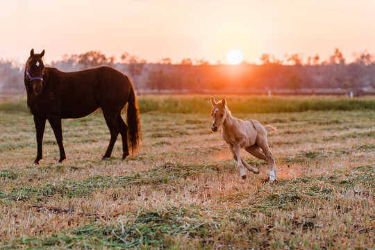 Colt galloping at sunrise