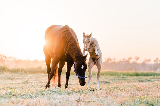 Colt playing with mare