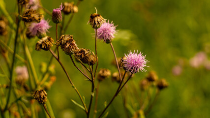 bee on a flower