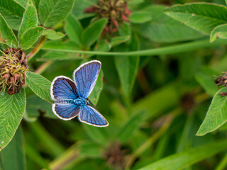 butterfly on a flower