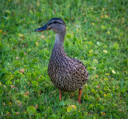 duck in the grass