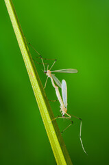 Couple of Mating Mosquito Insects. Leishmaniasis, Encephalitis, Yellow Fever, Dengue, Malaria Disease, Mayaro or Zika Virus Infectious Culex Mosquito Parasite Macro.