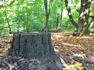 fallen tree in autumn