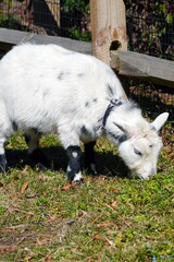 View of a white goat grazing in the grass