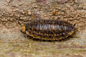 Woodlouse Centipede Multiped Isopod Macro