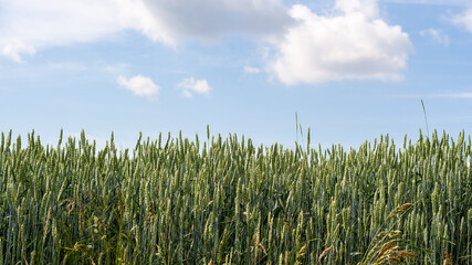 Ears of yellow-green wheat on the background of a beautiful blue sky with clouds, side view...