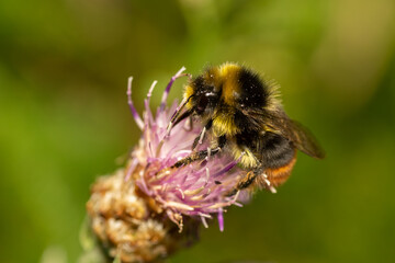 bee on a flower