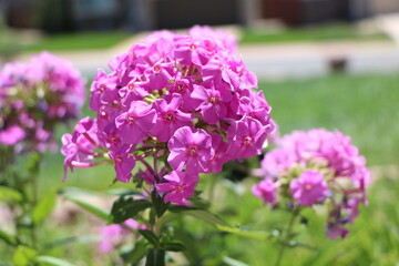 Fototapeta premium Pink Phlox Home and Garden
