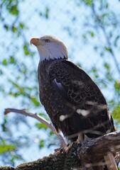American black and white bald eagle