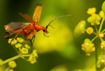 bug on a yellow flower