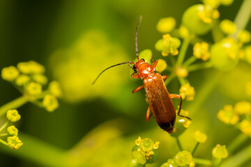 bug on a yellow flower