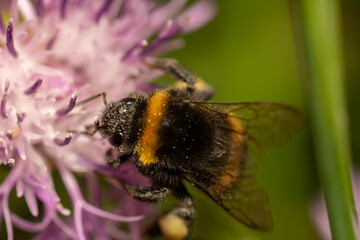 bee on a flower