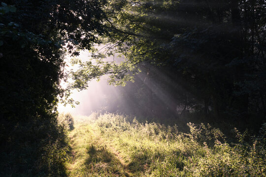 Light breaking through mist along a forest track. Norfolk, UK.