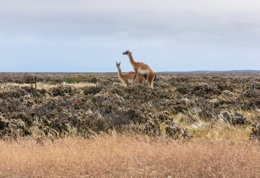 Guanaco intercourse outdoors