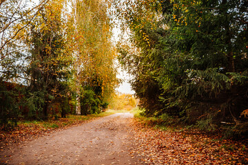 Autumn road strewn with leaves