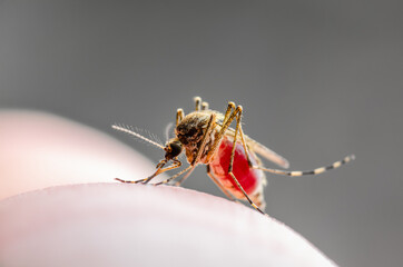 Dangerous Malaria Infected Mosquito Bite. Leishmaniasis, Encephalitis, Yellow Fever, Dengue, Malaria Disease, EEEV or Zika Virus Infectious Culex Mosquito Parasite Insect Macro.