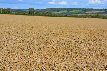 Naklejka premium English summer landscape with wheat field in foreground, Sherborne, Dorset, England