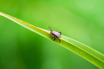 Encephalitis Tick Insect Crawling on Green Grass. Encephalitis Virus or Lyme Borreliosis Disease...