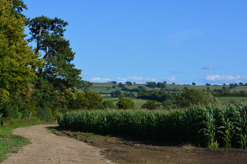 Track in rural landscape, with field of corn, Sherborne, Dorset, England