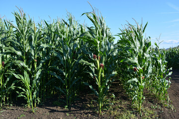 Field of corn, planted in rows