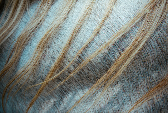 Blond manes on muscular horse's neck