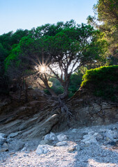 Sunbeams shining through tree on a stony beach.