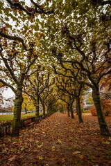 Naklejka premium Colorful autumn at Nizza Park in Frankfurt am Main, Germany