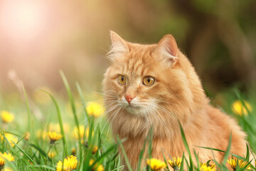 Naklejka na ściany i meble portrait red fur cat in green summer grass with yellow flowers background