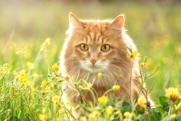 Fototapeta premium portrait red fur cat in green summer grass with yellow flowers background