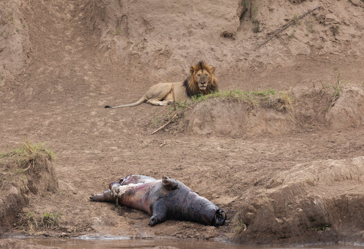 Male Lion next to the Corpse of a Hippo Baby