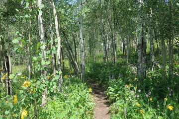 Thick tree woods and vegetation