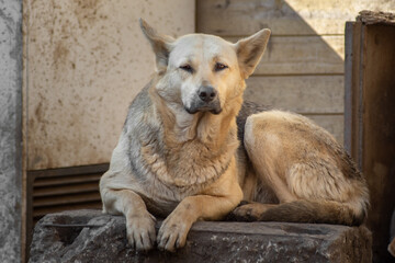 closeup portrait sad homeless abandoned brown dog outdoor