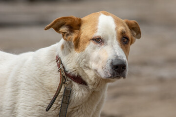 closeup portrait sad homeless abandoned colored dog outdoor