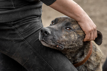 closeup portrait sad homeless abandoned brown dog with human hands in shelter for dogs