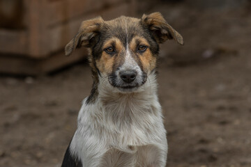 closeup portrait sad homeless abandoned colored dog outdoor
