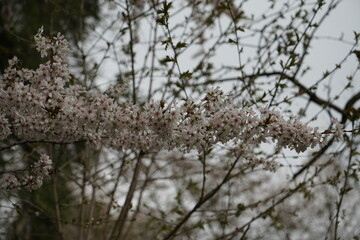 Weiße Blüten im Frühling an einem Ast