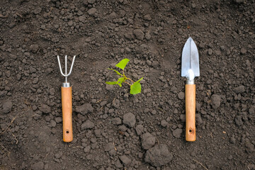 Gardening tools and plants on a soil background. Spring garden concept. Top view.