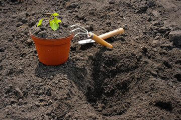 Gardening tools and plants in the garden. Planting flowers. Spring garden concept.