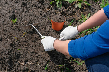 The young man works in the garden. Planting flowers. Spring garden concept.