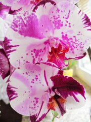 White, pink and purple orchid blossoms, close up
