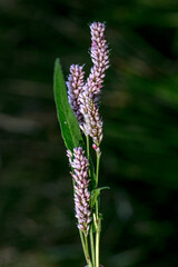 Polygonum Persicae, knotweed, blooming plants in summer. Medicinal plants in the garden - Polygonum is a genus of about 130 species of flowering plant in the buckwheat 