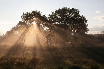 Fantastic foggy river with fresh green grass in the sunlight