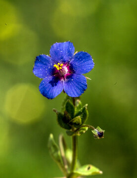 Anagallis arvensis is a species of Anagallis genus of the chuha flower giller family. It's known as the mouse's ear or rat's ear.