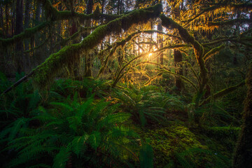 Olympic National rainforest