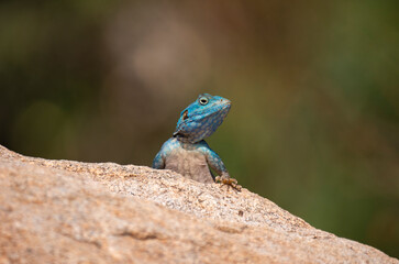 Rock Agama Lizards in the Al Hada mountain region of Taif, Saudi Arabia