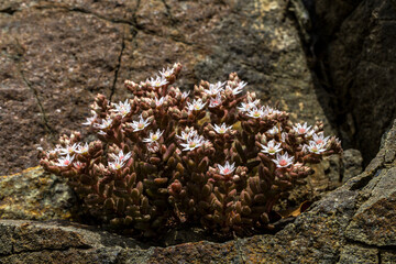 Coriandrum is a genus of herbs in the family Apiaceae containing the cultivated species Coriandrum sativum and the wild species Coriandrum tordylium. 