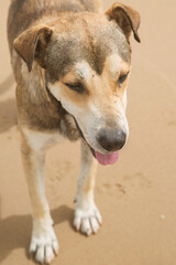 stray dog on the sand, top view