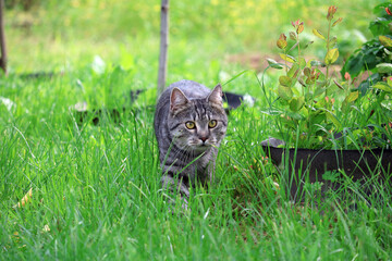 beautiful tabby cat walking in the garden	