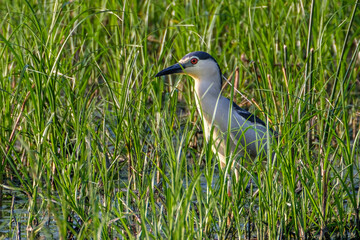 Black-crowned night heron in the swamp