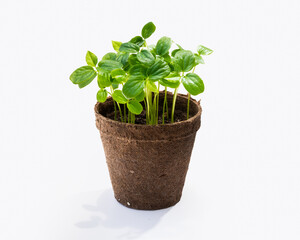passion fruit sprouts seeded in brown recycled cardboard pots
